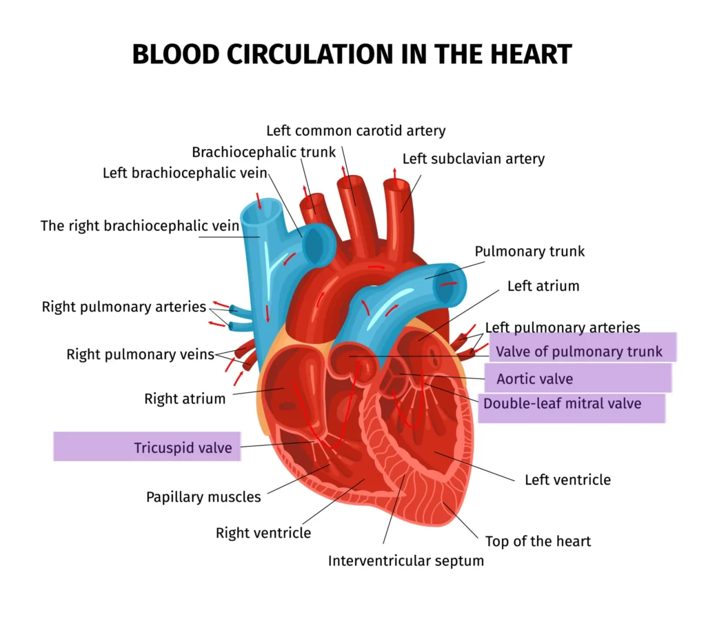 The valves involved with rheumatic heart disease