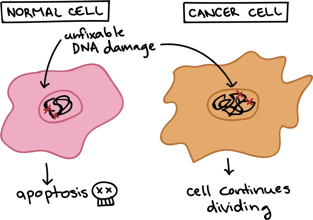 Apoptosis