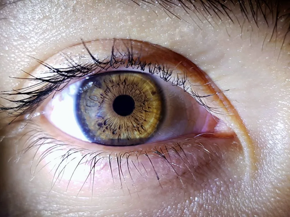 how the eyes work