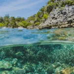 5500 new viruses in the ocean