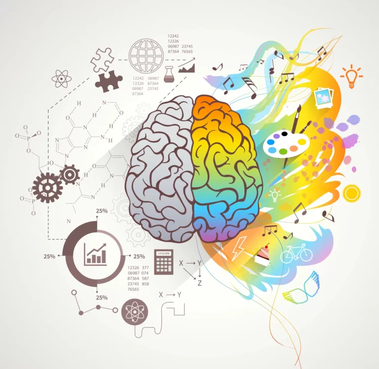 The function of the brain